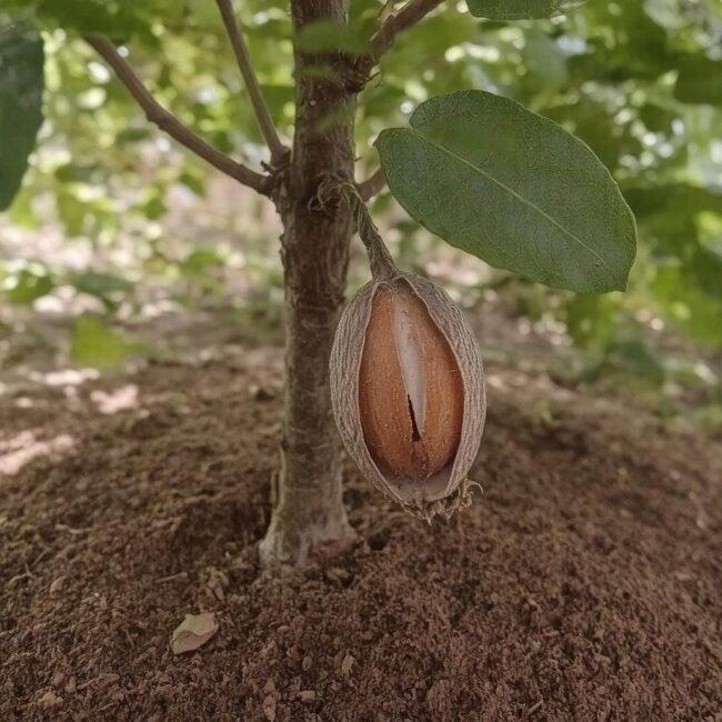 Orzechy jadalne a kategorie botaniczne